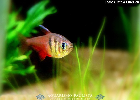 Tetra Engraçadinho (Hyphessobrycon flammeus)