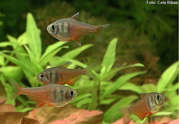 Hyphessobrycon-flammeus-tetra-engracadinho2