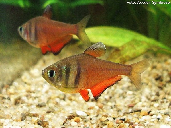 Hyphessobrycon-flammeus-tetra-engracadinho3