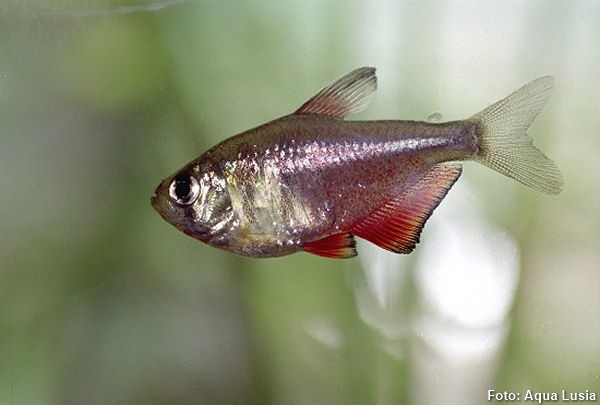 Engraçadinho, Lambari (Hyphessobrycon griemi)