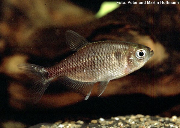 Tetra Reticulado (Hyphessobrycon reticulatus)