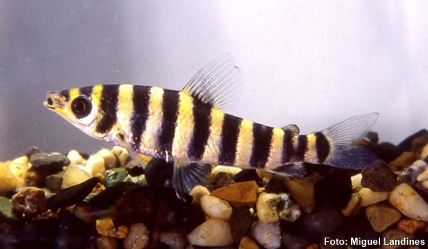 Piau Listrado (Leporinus octofasciatus)