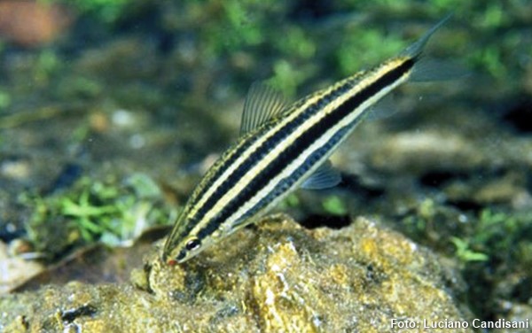 Piau (Leporinus striatus)