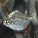 Pacu Manchado (Metynnis maculatus)