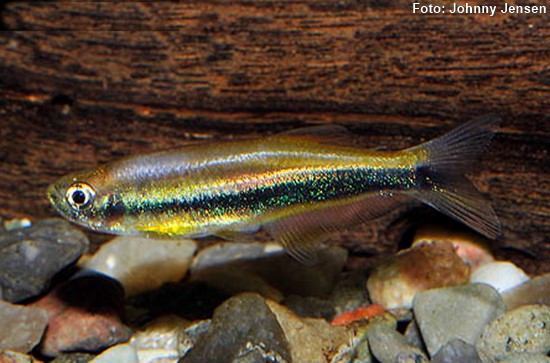 Tetra (Mimagoniates lateralis)