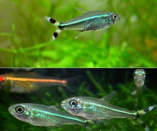 Tetra Corintiano (Moenkhausia intermedia)