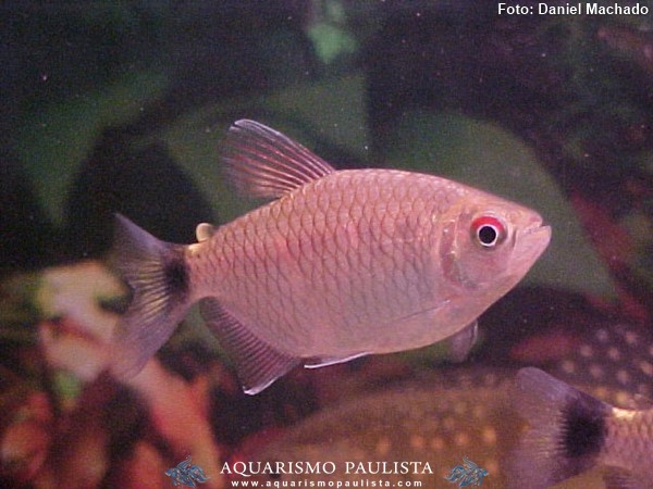 Tetra Olho de Fogo (Moenkhausia sanctaefilomenae)