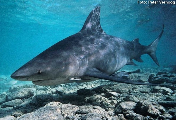 Carcharhinus leucas (Bahamas)