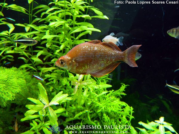 Peixe Arco-íris Vermelho (Glossolepis incisus)