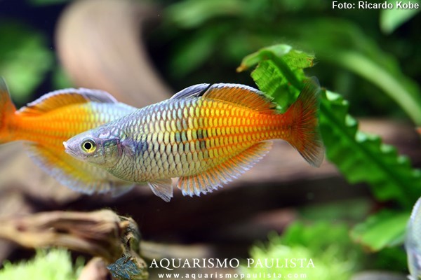Arco-íris Boesemani (Melanotaenia boesemani)