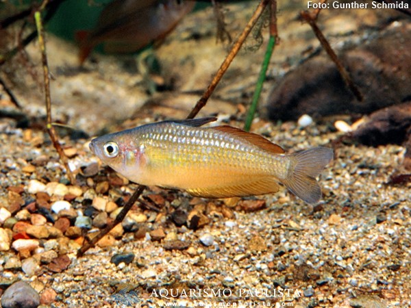 Peixe Arco-íris do Lago Eacham (Melanotaenia eachamensis)