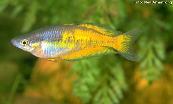 Peixe Arco-íris Parkinsoni (Melanotaenia parkinsoni)
