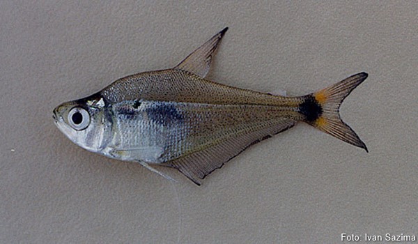 Saicanga, Dentudo (Roeboides descalvadensis)