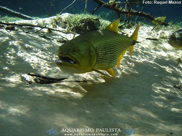 Dourado (Salminus brasiliensis)