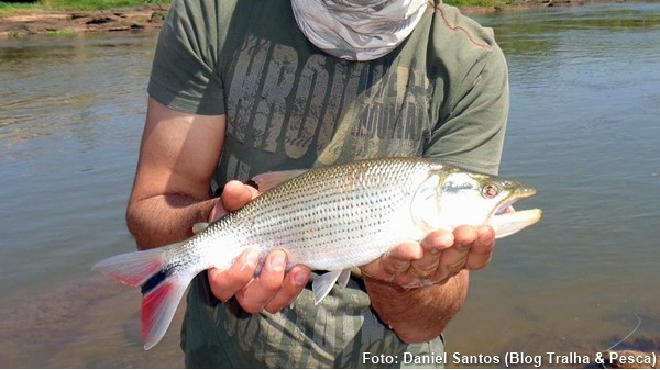 Dourado branco, Tabarana (Salminus hilarii)