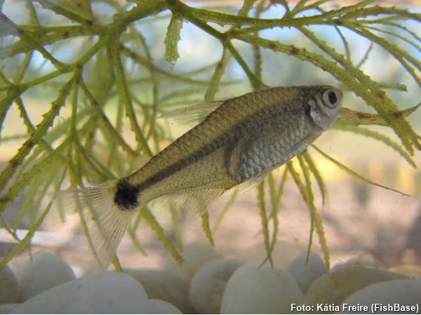 Lambari (Serrapinnus heterodon)