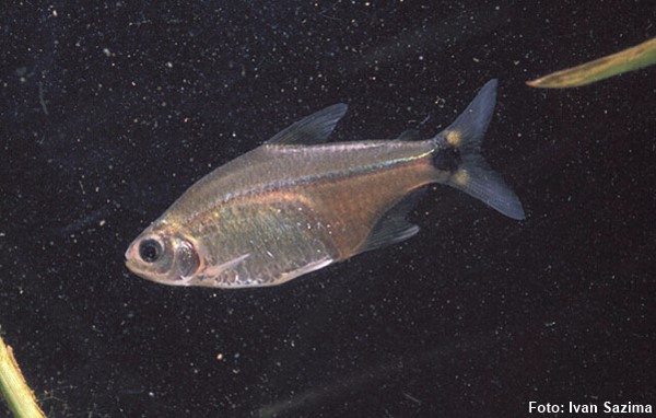 Lambari (Serrapinnus notomelas)