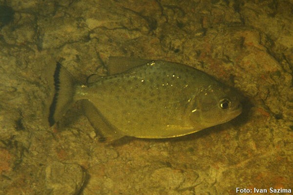 serrasalmus-maculatus-piranha