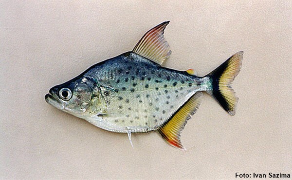 Piranha Branca (Serrasalmus marginatus)