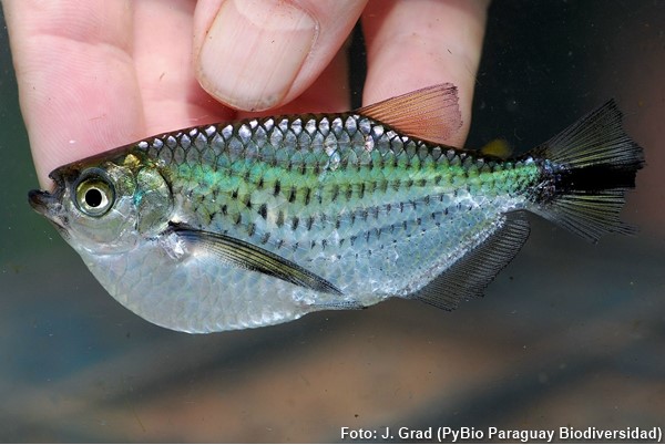 Sardinha (Triportheus nematurus)