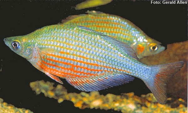 Peixe Arco Íris (Glossolepis dorityi)