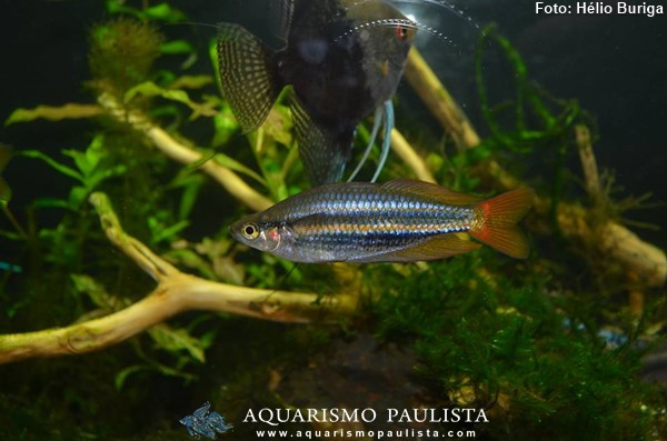 Peixe Arco-íris Australis (Melanotaenia australis)