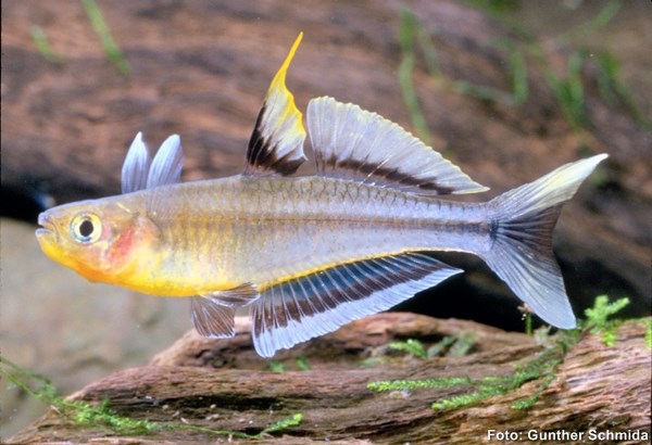 Blue Eye Popondetta (Pseudomugil connieae)