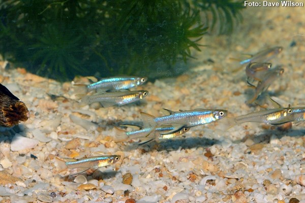 Blueback blue-eye (Pseudomugil cyanodorsalis)