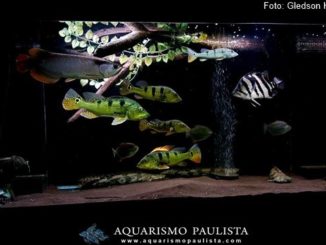 Black tank de Rodrigo Sgambatti - Aquarismo Paulista