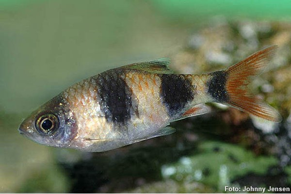 Barbo Arulius (Dawkinsia arulius)