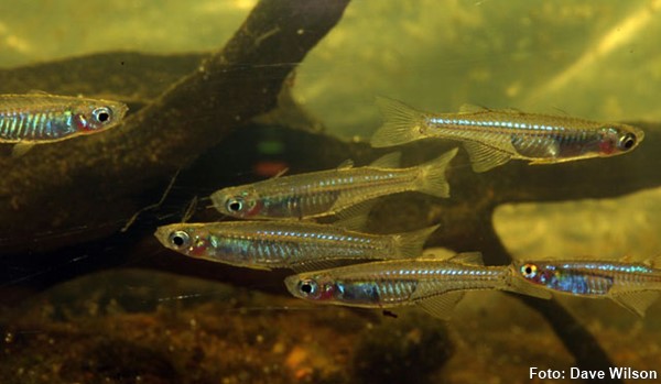 Pseudomugil Transparente (Pseudomugil inconspicuus)