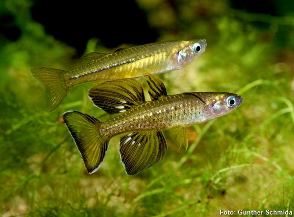 Delicate blue-eye (Pseudomugil tenellus)