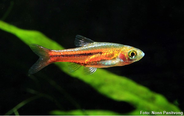 Rasbora Somphongs’s (Trigonostigma somphongsi)