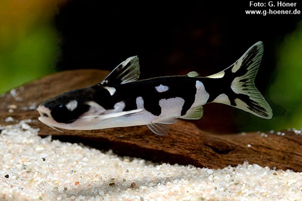 Ninja Woodcat (Tatia musaica)