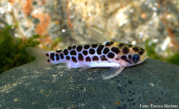 Sadi (Centromochlus perugiae)