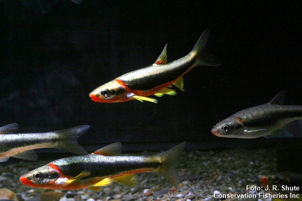 Blackside dace (Chrosomus cumberlandensis)