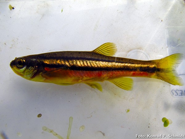 Northern redbelly dace (Chrosomus eos)