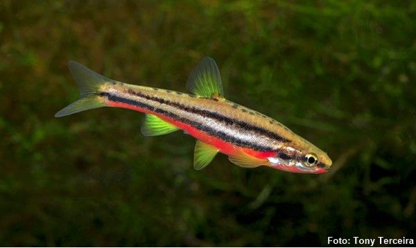 Southern redbelly dace (Chrosomus erythrogaster)
