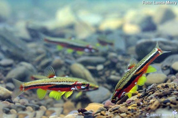 Tennessee dace (Chrosomus tennesseensis)
