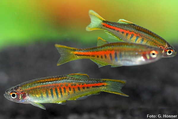 Danio Glowlight (Danio choprae)