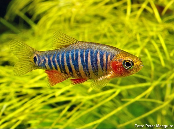 Danio Esmeralda (Danio erythromicron)