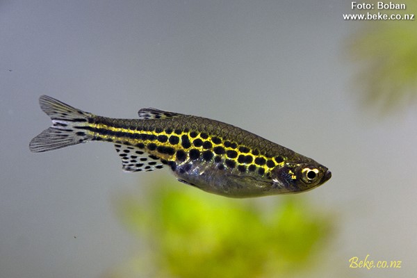 Danio Ouro (Danio tinwini)