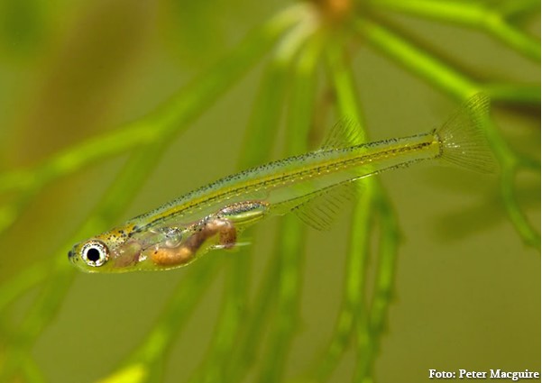 Danio Drácula (Danionella dracula)