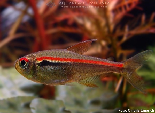 Tetra Amapaense (Hyphessobrycon amapaensis)