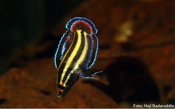 Parosphromenus alfredi
