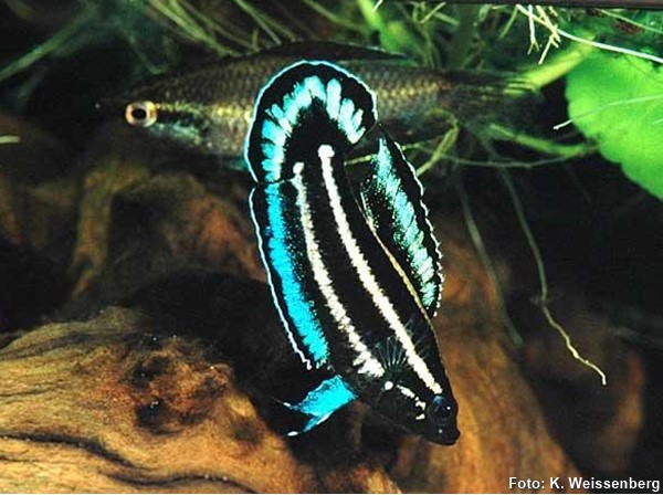 Parosphromenus harveyi