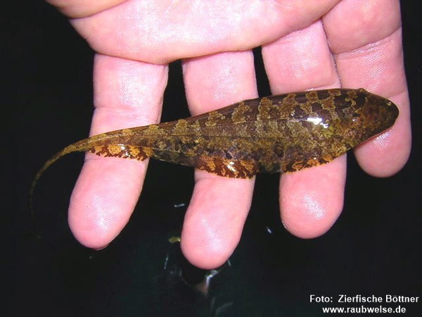 Sarrapu (Steatogenys duidae)