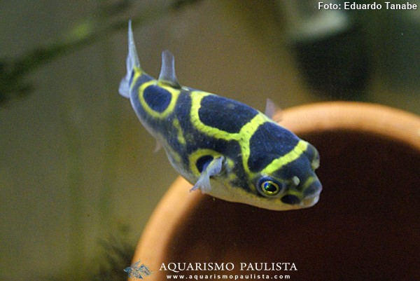 Baiacu Figura Oito (Dichotomyctere ocellatus)