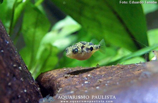 Baiacu Anão (Carinotetraodon travancoricus)