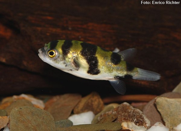 Baiacu Amazônico (Colomesus asellus)